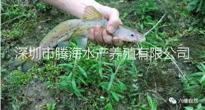 刀鰍|刀鰍養(yǎng)殖方法|刀鰍多少錢一斤