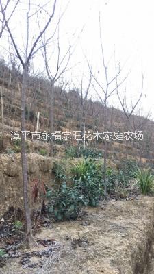 福建櫻花基地 櫻花育種 福建大型櫻花批發(fā) 福建櫻花苗 櫻花苗基地 櫻花價(jià)格