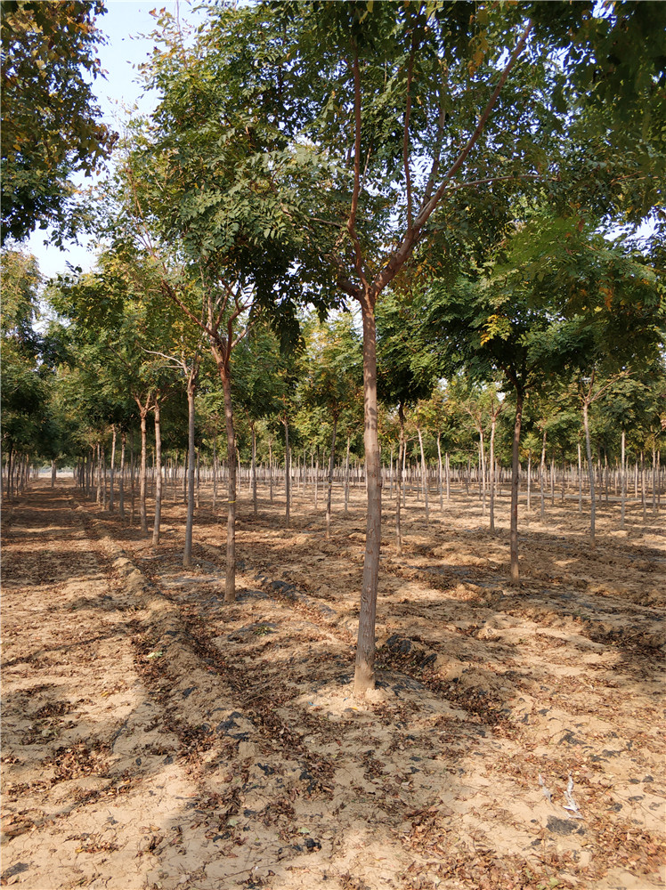 欒樹基地 欒樹苗 欒樹種子 自產(chǎn)自銷 發(fā)芽率高 *