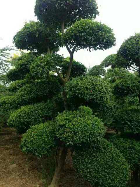 基地直銷供應小葉女貞苗 水蠟球特價批發(fā) 金葉女貞小苗 紅頭女貞