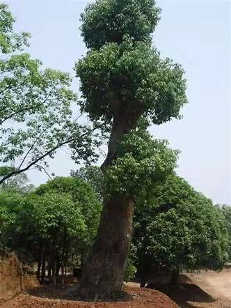 了解香樟樹苗植方法