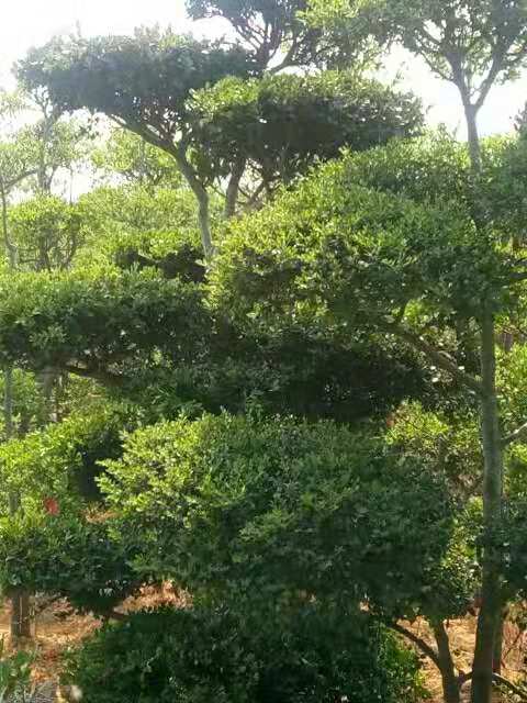 基地直銷供應小葉女貞苗 水蠟球特價批發(fā) 金葉女貞小苗 紅頭女貞