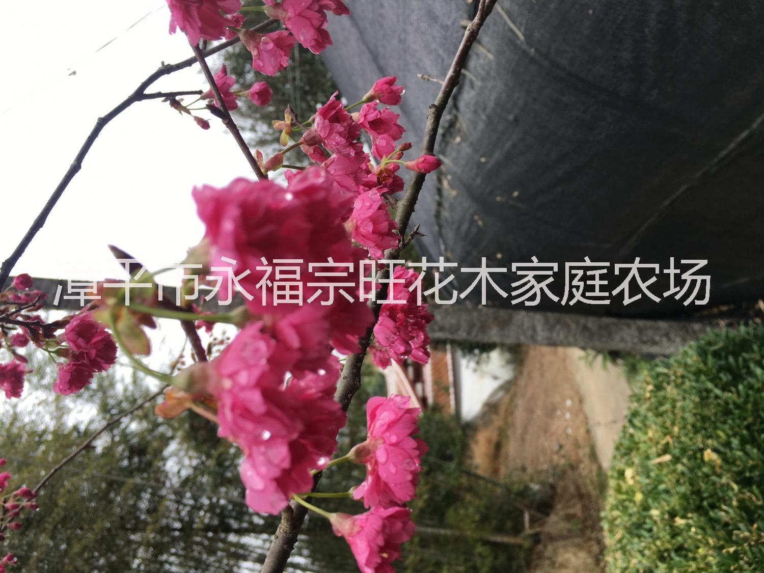 櫻花育種 福建大型櫻花批發(fā) 福建櫻花苗 櫻花苗基地 櫻花價格 福建櫻花報價