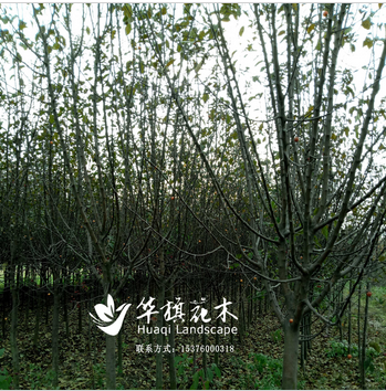 絢麗海棠 山東臨沂絢麗海棠供應(yīng)商批發(fā)價(jià)格