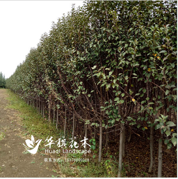 絢麗海棠 山東臨沂絢麗海棠供應(yīng)商批發(fā)價(jià)格