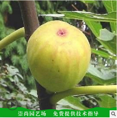 無花果苗報(bào)價(jià) 山東無花果苗批發(fā) 山東無花果苗供應(yīng)  山東無花果苗直銷 山東無花果苗哪家好
