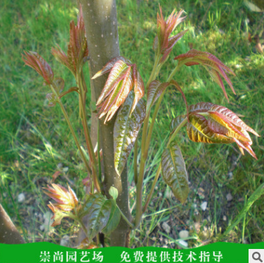 原種香椿苗 山東香椿苗批發(fā)價(jià)格