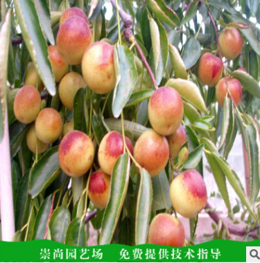 泰安冬棗樹(shù)苗種植基地批發(fā)