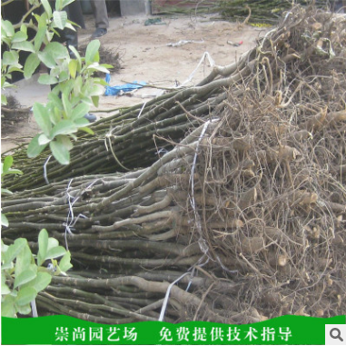 核桃苗價格 山東核桃苗批發(fā) 山東核桃苗哪家好 山東核桃苗供應 山東核桃苗直銷