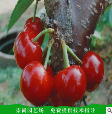 泰安櫻桃苗批發(fā)價(jià)格