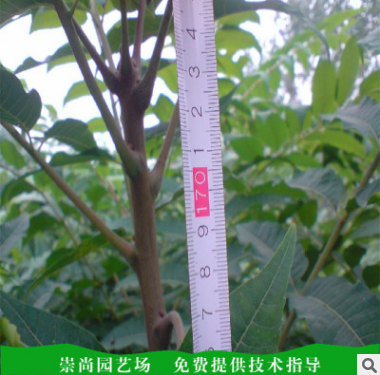 泰安香椿苗基地批發(fā)價(jià)格