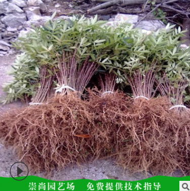 花椒苗批發(fā)  山東花椒苗批發(fā) 山東花椒苗供應 山東花椒苗哪家好 山東花椒苗供應