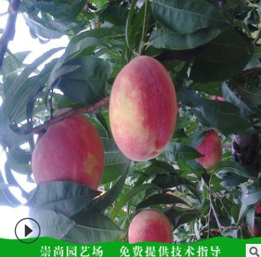 山東桃樹苗批發(fā)多少錢