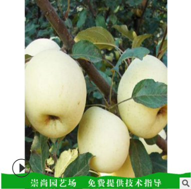 優(yōu)質(zhì)黃梨苗 泰安梨樹苗種植基地價(jià)格