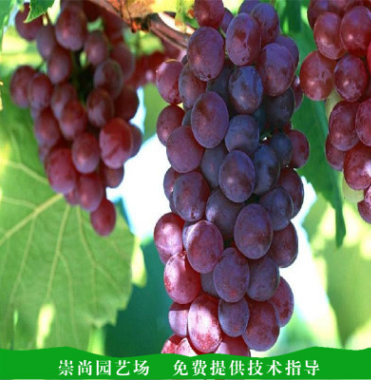 葡萄苗報價  山東葡萄苗批發(fā) 山東葡萄苗直銷 山東葡萄苗供應(yīng) 山東葡萄苗哪家好