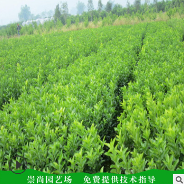 優(yōu)質(zhì)黃梨苗 泰安梨樹苗種植基地價(jià)格