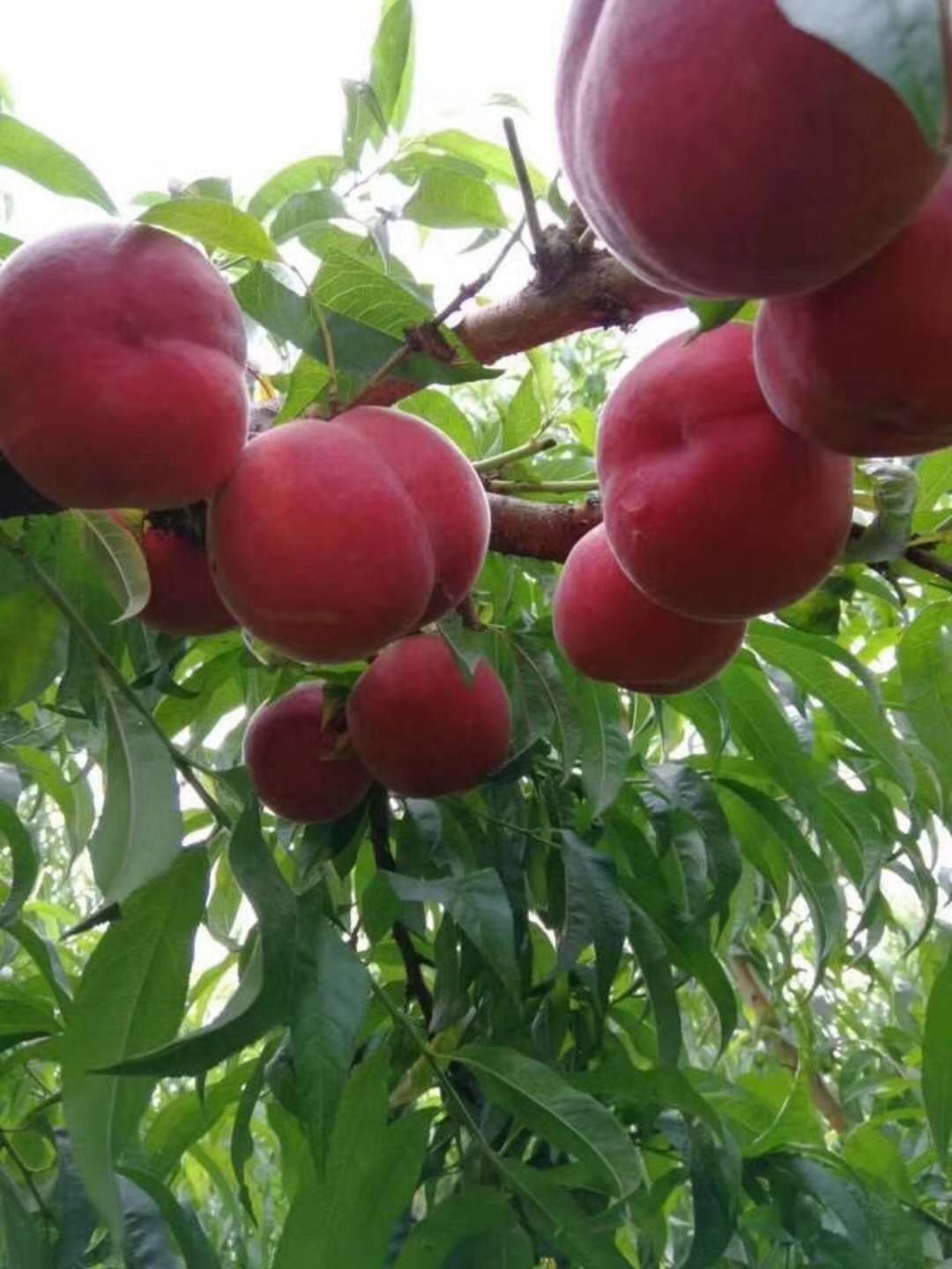 特早蜜脆桃519，優(yōu)質(zhì)早熟桃，早熟桃新品種，早熟桃樹(shù)苗，新品種早熟桃