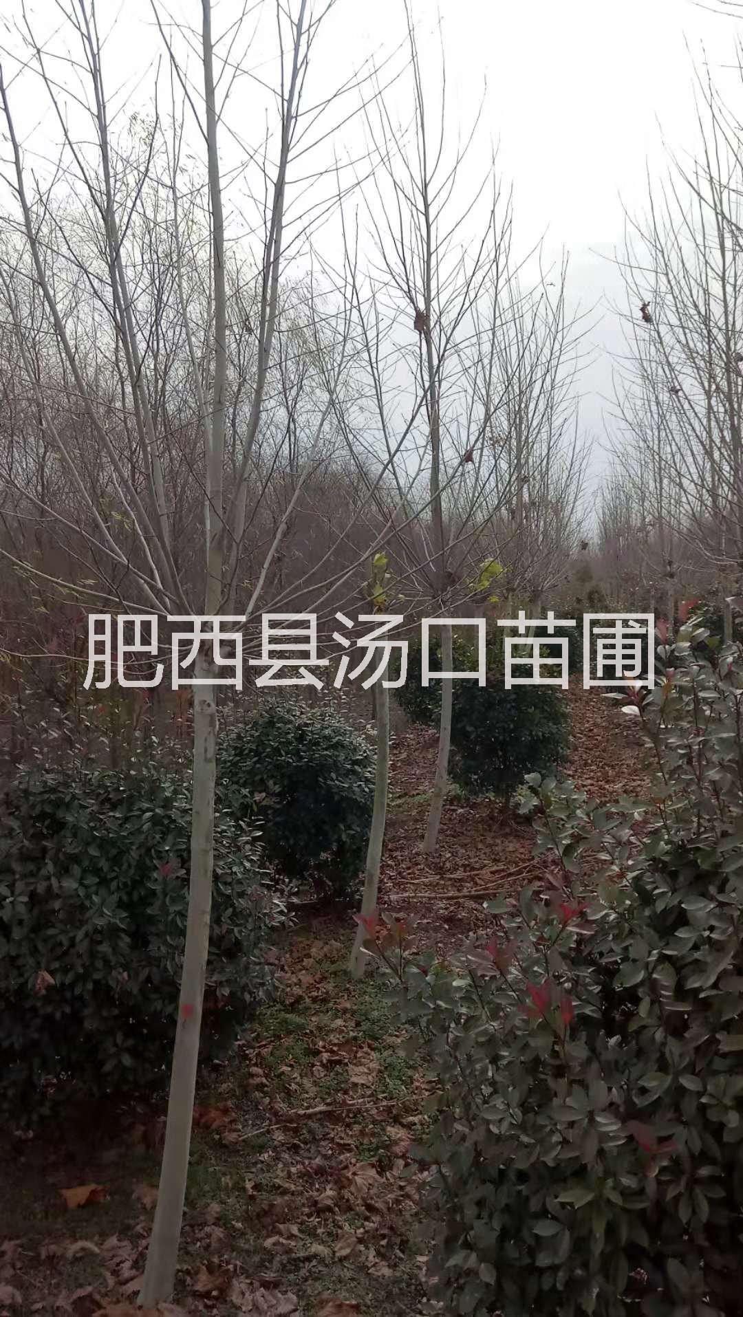 全冠10公分 12公分 15公分法桐價(jià)格