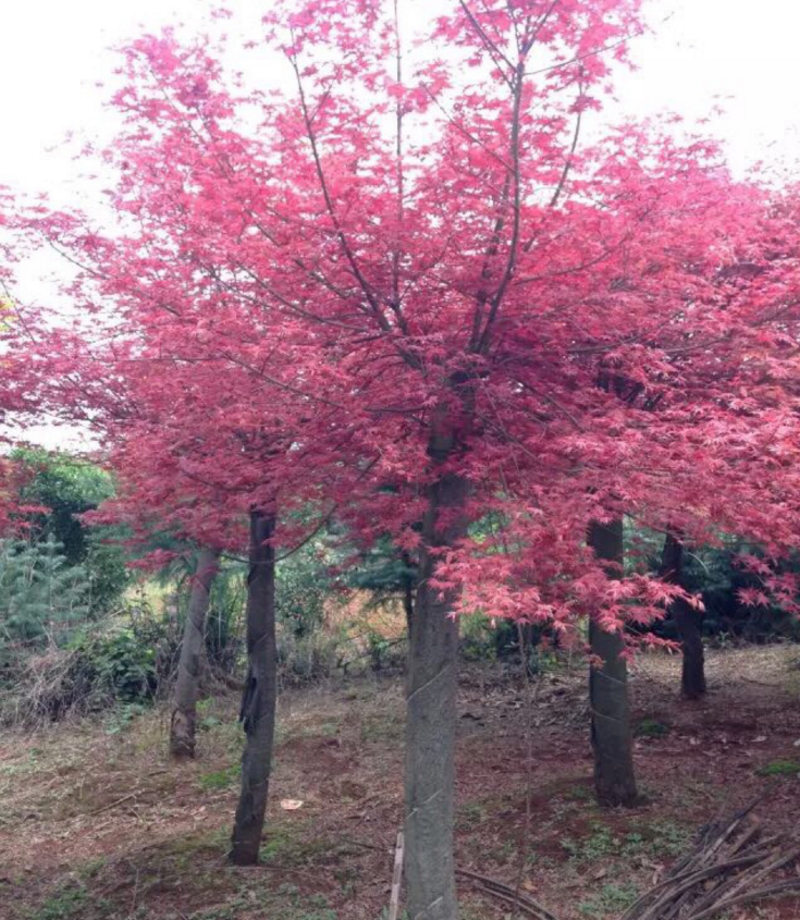 江蘇風(fēng)景樹 小區(qū)紅 楓樹 江蘇紅楓樹 歡迎實(shí)地看樹