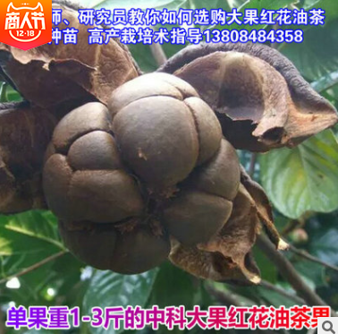 果油茶種子供應 湖南果油茶種子供應 湖南果油茶種子批發(fā) 湖南果油茶種子哪家好 湖南果油茶種子直銷
