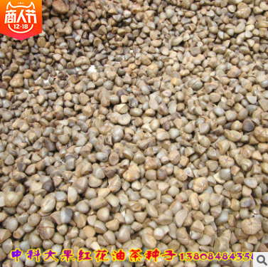 茶油種子報價 湖南茶油種子批發(fā) 湖南茶油種子供應 湖南茶油種子直銷 湖南茶油種子哪家好