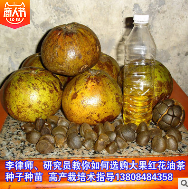 大果紅花油茶苗 茶油苗批發(fā) 茶油苗供應(yīng)商 湖南油茶苗批發(fā)