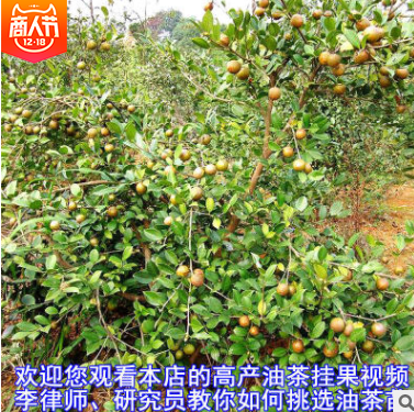 軟枝油茶苗直銷 湖南軟枝油茶苗批發(fā) 湖南軟枝油茶苗供應(yīng) 湖南軟枝油茶苗直銷 湖南軟枝油茶苗哪家好