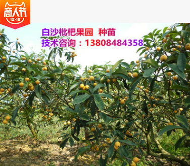 白沙枇杷苗批發(fā)  湖南白沙枇杷苗批發(fā) 湖南白沙枇杷苗供應 湖南白沙枇杷苗哪家好 湖南白沙枇杷苗直銷
