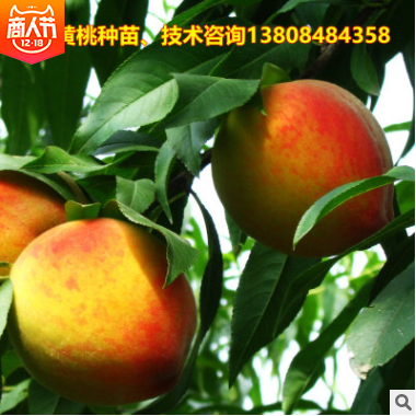 直銷桃樹苗 湖南桃樹苗批發(fā) 湖南桃樹苗供應(yīng) 湖南桃樹苗哪家好 湖南桃樹苗直銷 湖南桃樹苗哪家便宜