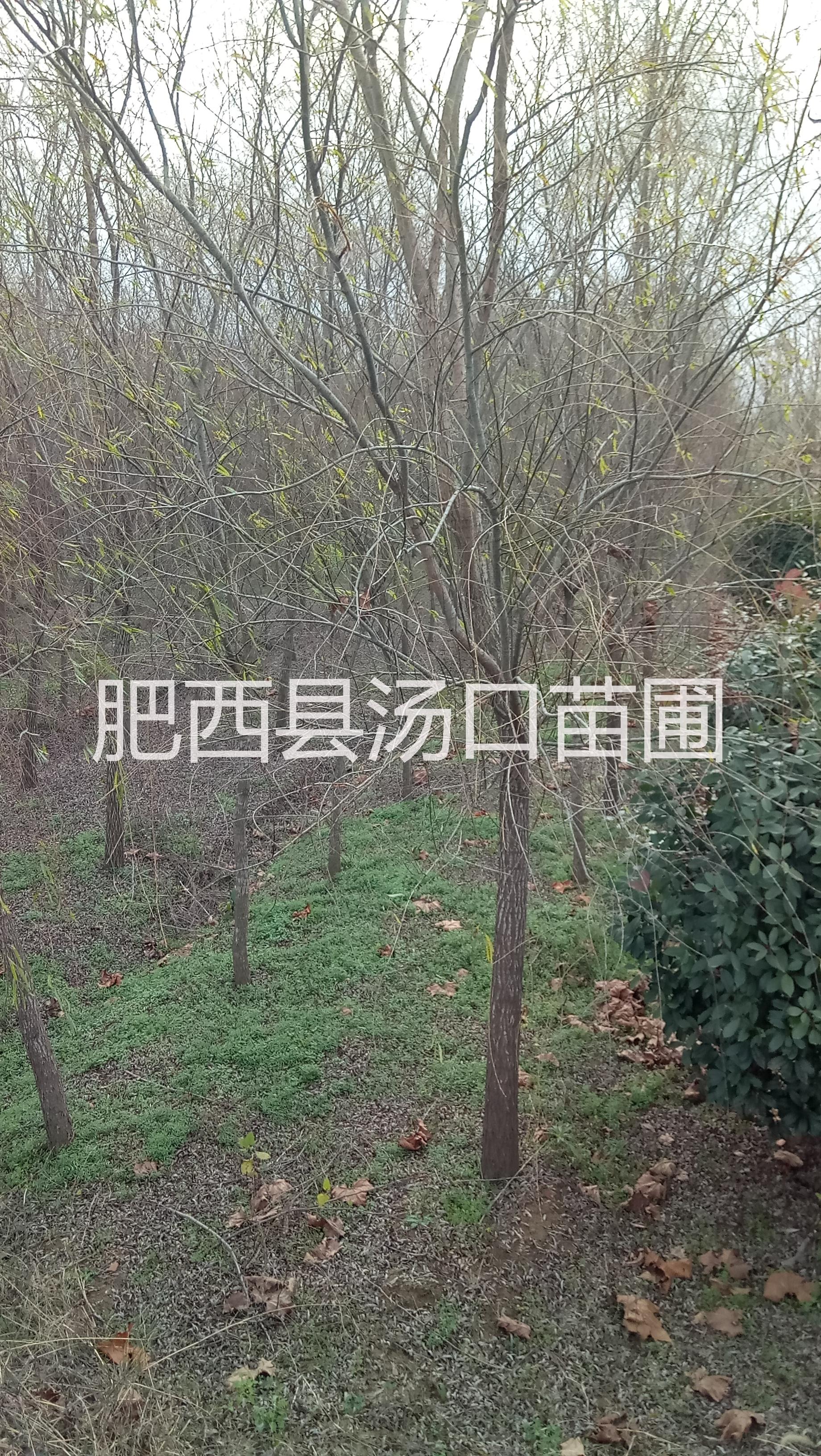 垂柳8公分 10公分 12公分上車價格