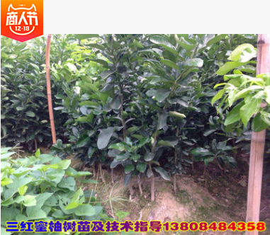 紅心蜜柚苗批發(fā) 湖南紅心蜜柚苗供應 湖南紅心蜜柚苗直銷 湖南紅心蜜柚苗哪啊家好