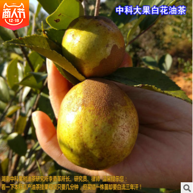 大果油茶苗價(jià)格  湖南大果油茶苗批發(fā) 湖南大果油茶苗供應(yīng) 湖南大果油茶苗哪家好 湖南大果油茶苗直銷