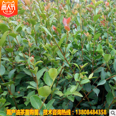 油茶苗報價  湖南油茶苗批發(fā) 湖南油茶苗供應 湖南油茶苗哪家好 湖南油茶苗直銷