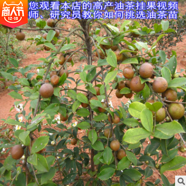 軟枝油茶苗直銷 湖南軟枝油茶苗批發(fā) 湖南軟枝油茶苗供應(yīng) 湖南軟枝油茶苗直銷 湖南軟枝油茶苗哪家好