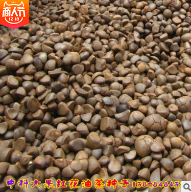 果油茶種子供應 湖南果油茶種子供應 湖南果油茶種子批發(fā) 湖南果油茶種子哪家好 湖南果油茶種子直銷