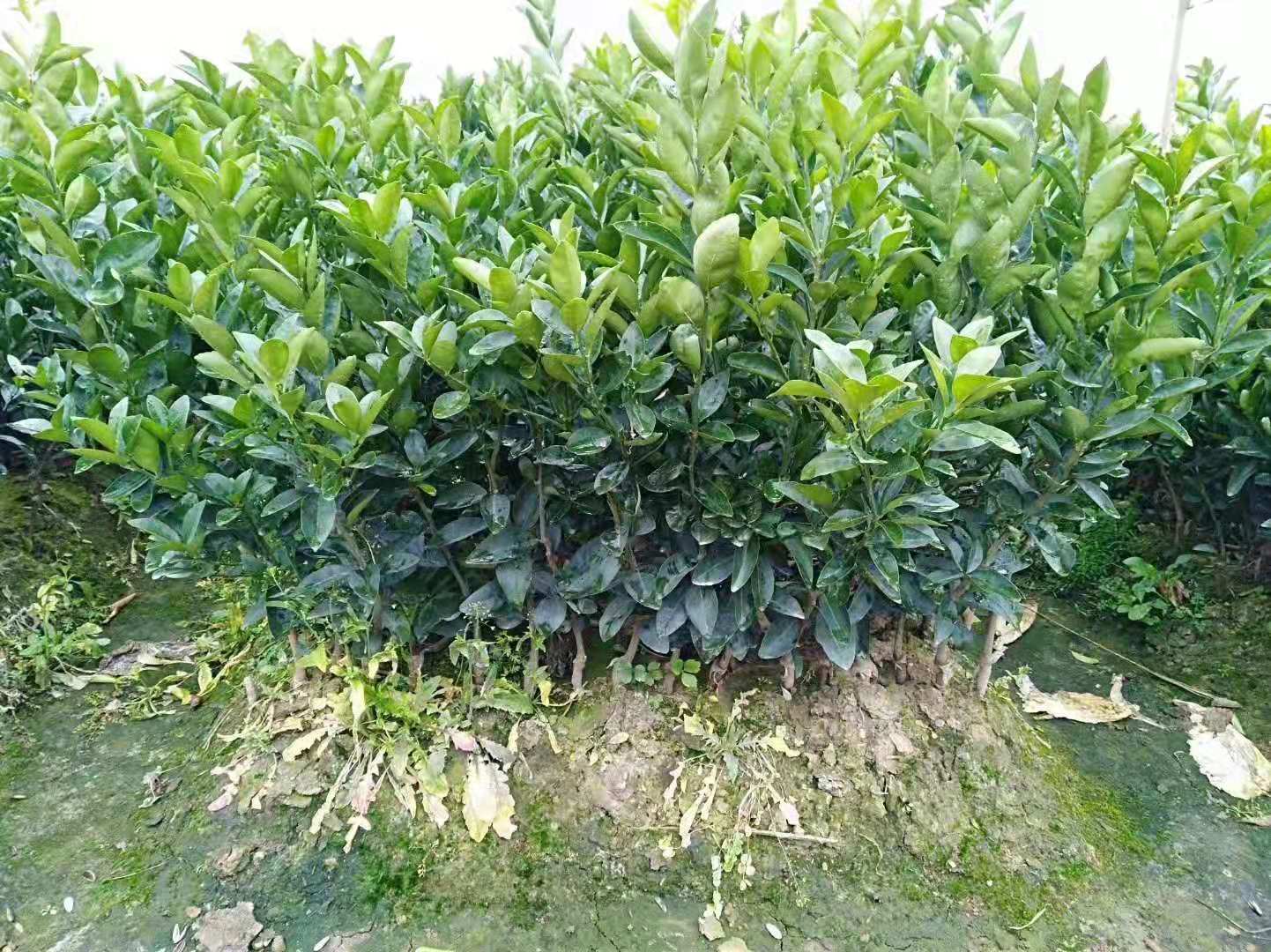 廣西茂谷柑果樹批發(fā)|廣西茂谷柑果樹批發(fā)價(jià)格|廣西茂谷柑果樹批發(fā)基地
