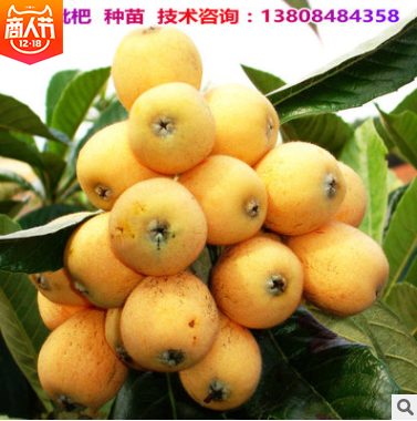 白沙枇杷苗批發(fā)  湖南白沙枇杷苗批發(fā) 湖南白沙枇杷苗供應 湖南白沙枇杷苗哪家好 湖南白沙枇杷苗直銷