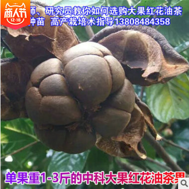 茶油種子報價 湖南茶油種子批發(fā) 湖南茶油種子供應 湖南茶油種子直銷 湖南茶油種子哪家好
