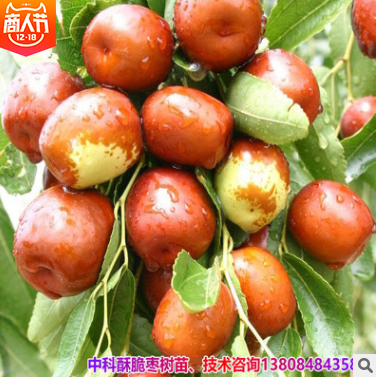大棗果苗報價 湖南大棗果苗批發(fā) 湖南大棗果苗供應(yīng) 湖南大棗果苗哪家好  湖南大棗果苗直銷