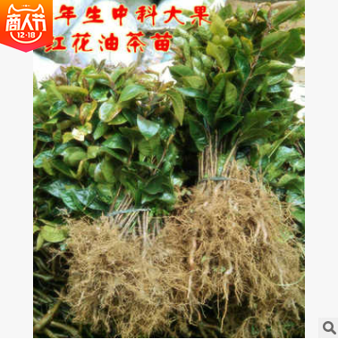 大果紅花油茶苗 茶油苗批發(fā) 茶油苗供應(yīng)商 湖南油茶苗批發(fā)