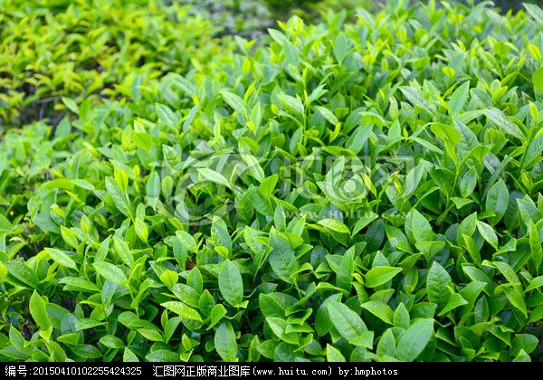 廣州茶葉批發(fā) 綠茶紅茶加工 廣州綠茶帶包裝禮品茶 綠茶 禮品