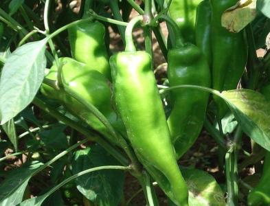 辣椒種子特大牛角椒種子尖椒種子