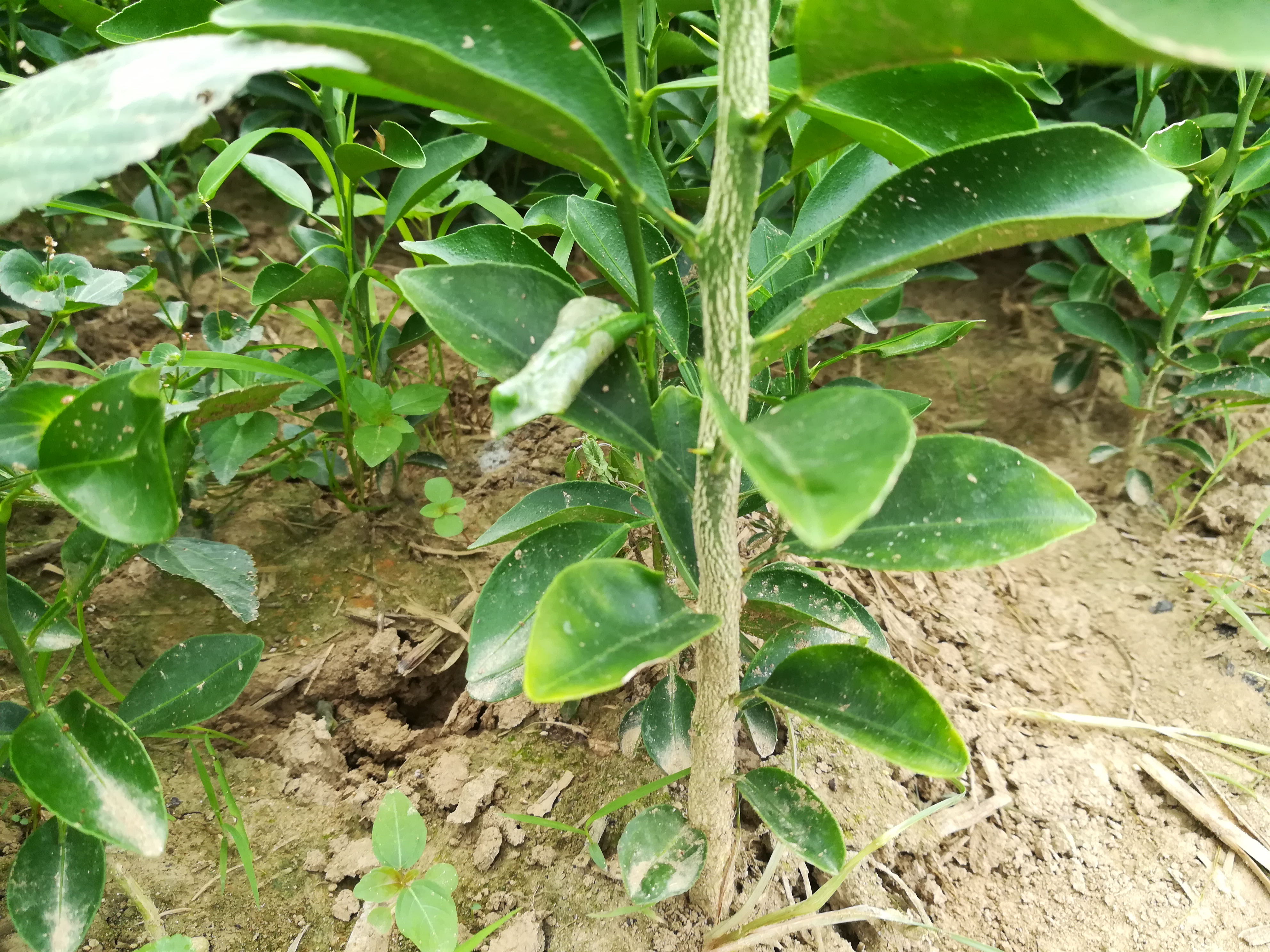 紅橘苗紅桔苗紅橘實(shí)生苗出售 湖北紅橘苗紅桔苗紅橘實(shí)生苗出售