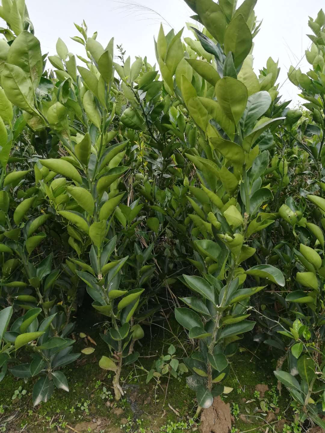 卡拉紅肉臍橙苗血橙苗中華紅橙苗