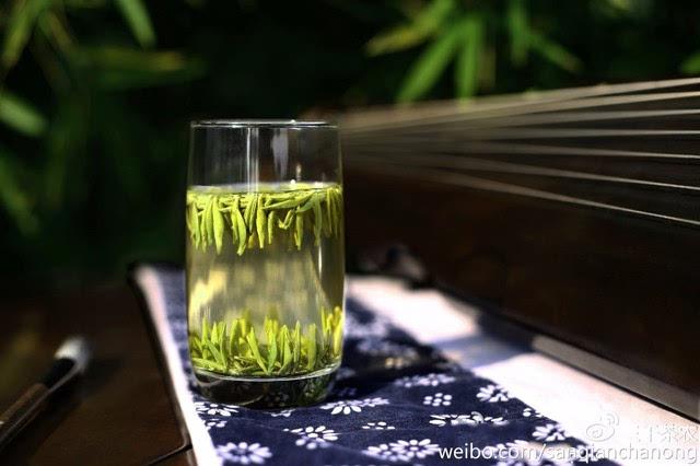 樂昌白毛茶 農(nóng)民手工綠茶春茶紅茶 韶關白毛茶廠家