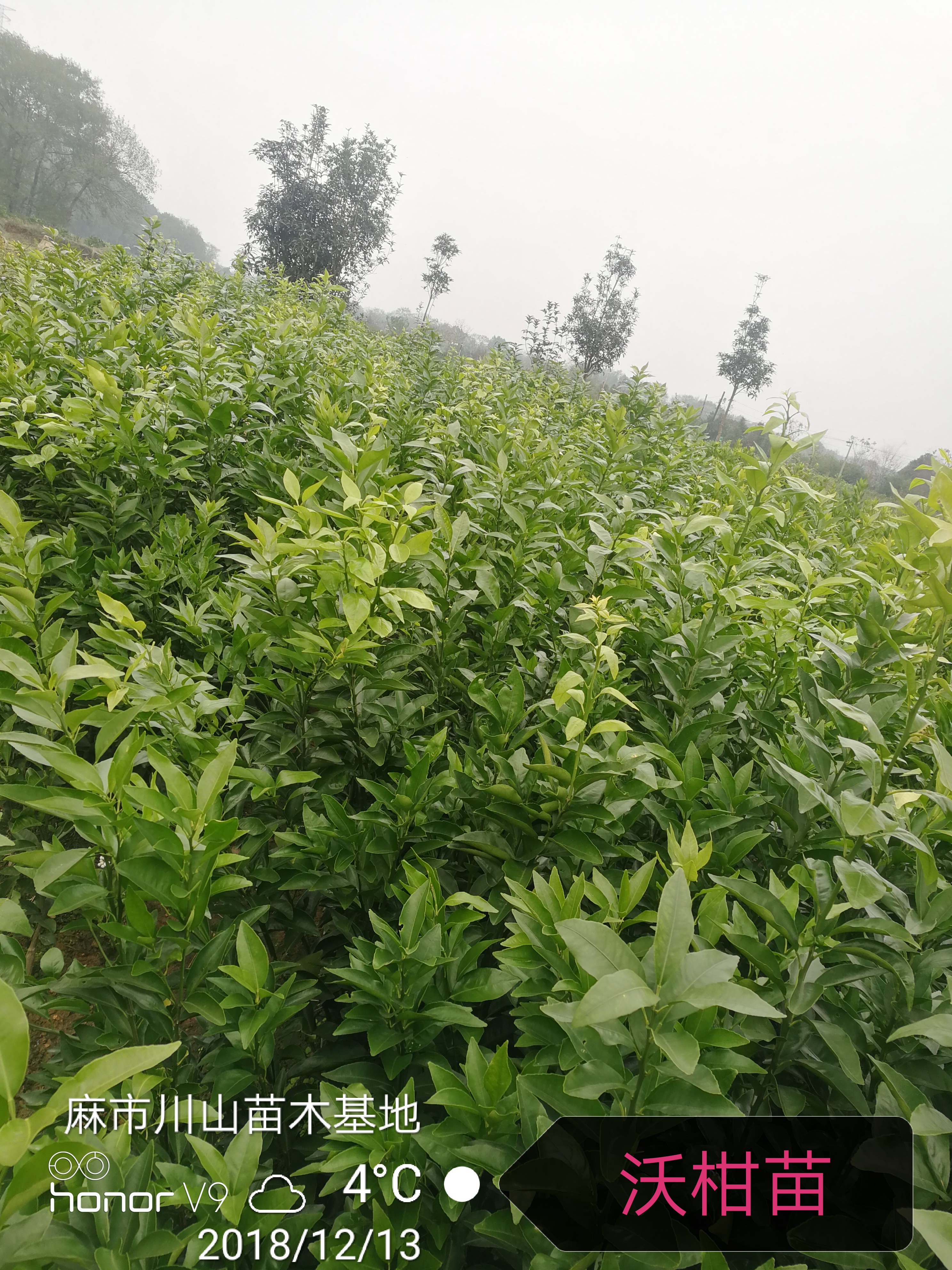 沃柑苗、沃柑苗多少錢一株、沃柑苗什么價格、廣西桂林沃柑苗