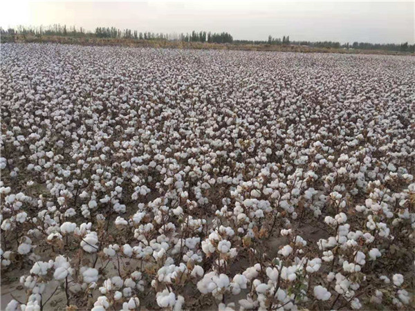 優(yōu)質(zhì)高產(chǎn)棉花種子|機采棉|棉花種子圖片|新疆守信種業(yè)|棉花種子批發(fā)