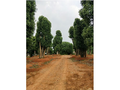 叢生香樟 湖南叢生香樟