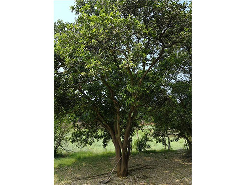 湖南多桿香泡樹(shù)基地批發(fā)價(jià)格-訂購(gòu)電話 多桿香泡園林景觀樹(shù)