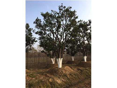 湖南多桿香泡樹(shù)基地批發(fā)價(jià)格-訂購(gòu)電話(huà)